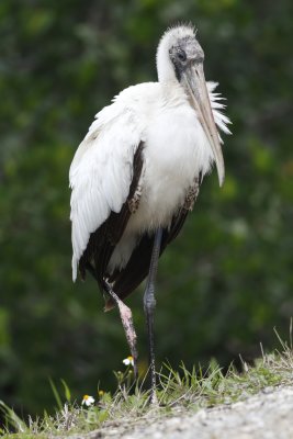 Wood Stork