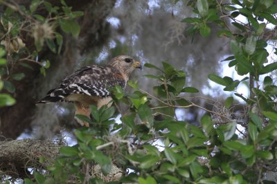 Red Shouldered Hawk (Florida Race)