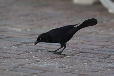 Greater Antillian Grackle