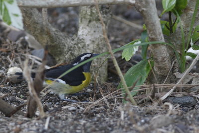 Bananaquit