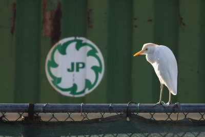 Cattle Egret