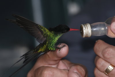 Red-Billed Streamertail