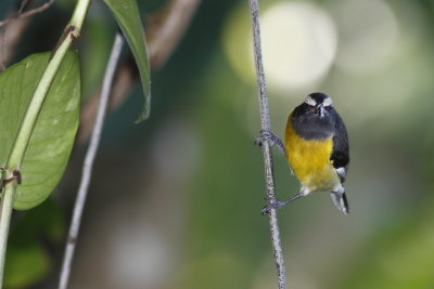 Jamaica Birds