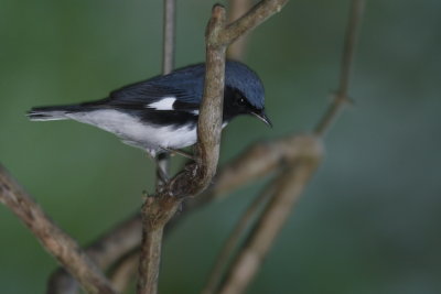 Black-Throated Blue Warbler