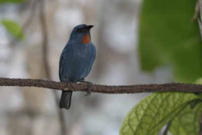 Orangequit