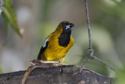 Jamaican Oriole
