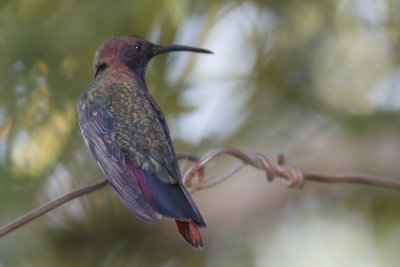 Jamaican Mango Hummingbird