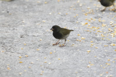 Black-Faced Grassquit