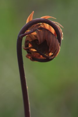 Fiddleheads and Spiders - Life in the Bog
