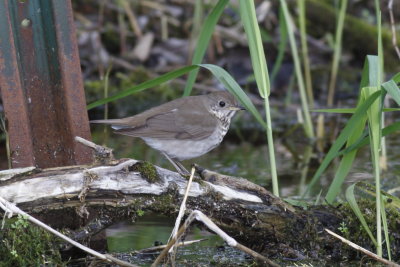 Gray-Cheeked Thrush