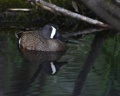 Blue-Winged Teal