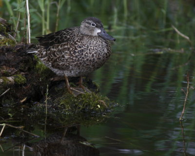 Blue-Winged Teal Female