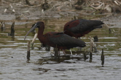Glossy Ibis
