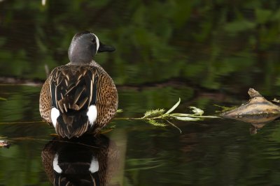 Blue-Winged Teal