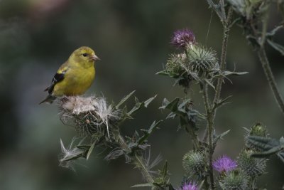 American Goldfinch female