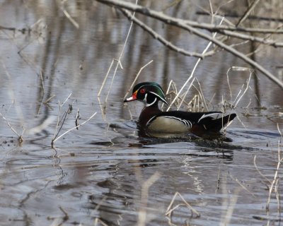 Wood Duck