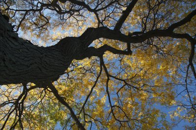 Up a Tree