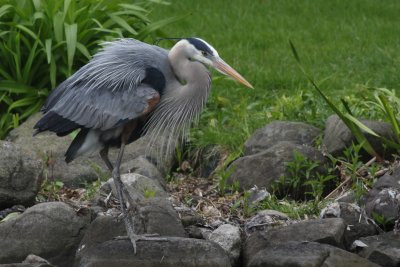 Great Blue Heron