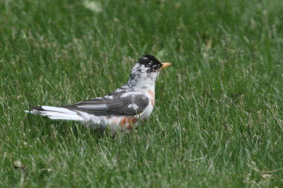 Leucistic Robin