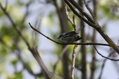Cerulean Warbler