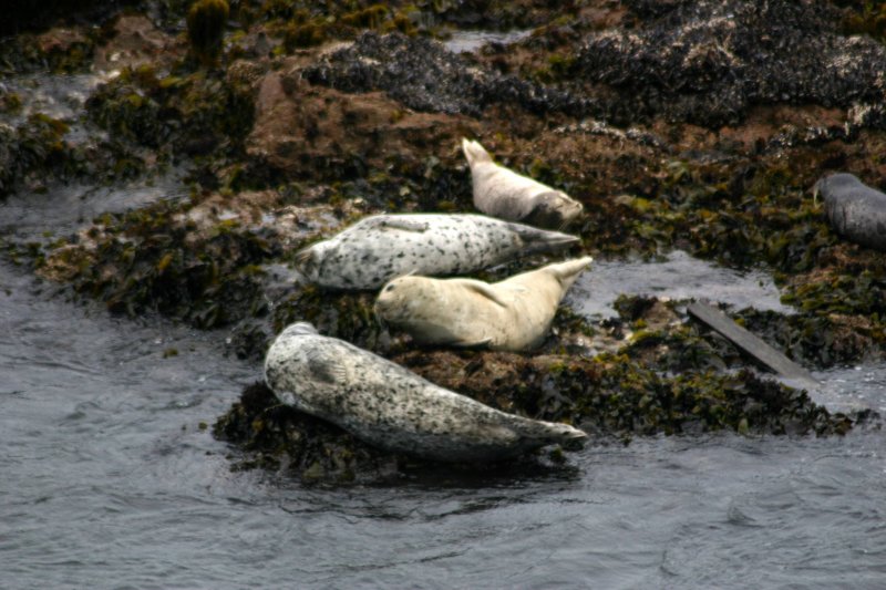 Habor Seals