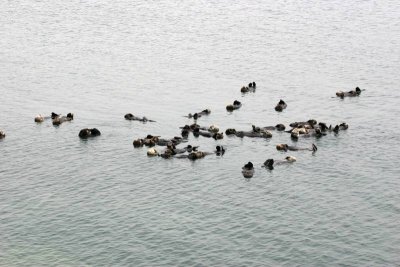 Synchronized  Swimming Training