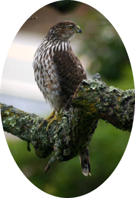 g3/85/148085/3/57041534.Hawkcutout2.jpg