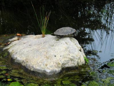 g3/85/148085/3/57530076.Turtle2rs.jpg