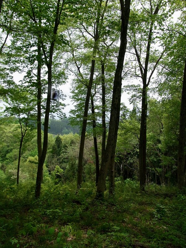 RIMG0375.jpg