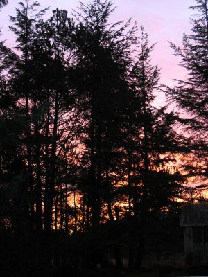 Dawn - Through the Trees
