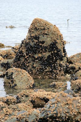 Sealife Covered Rock at Low Tide