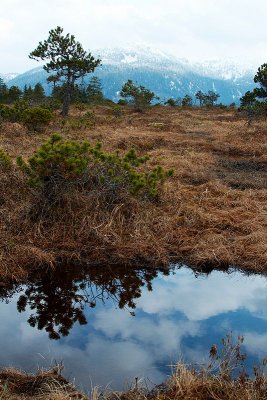 Muskeg Reflections (B)