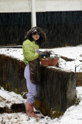 Gardening in Snow