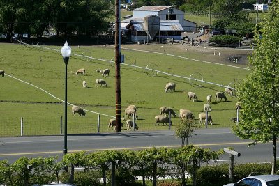 Sheep in Windsor