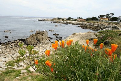 More Around the Monterey Area