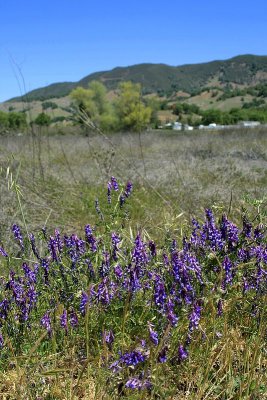 Cow Vetch and hills near Nice