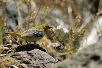 Yellow Warbler