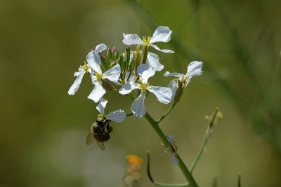 Bee