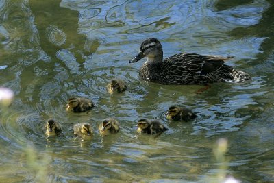 Another mallard family