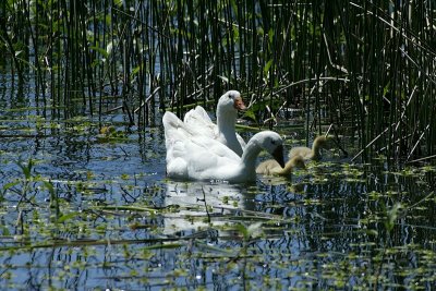 Embden geese family
