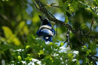 Black-throated Blue Warbler?