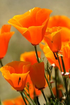 California poppies