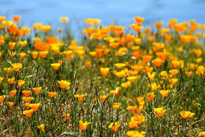California poppies