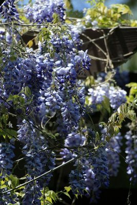 Wisteria