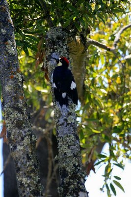 Acorn woodpecker