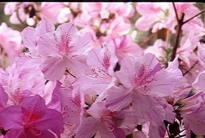'Duenna'