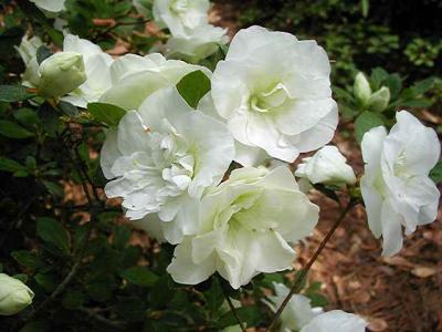 'White Rosebud'