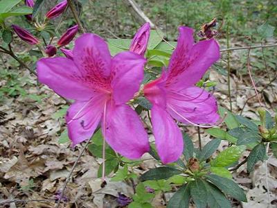 'Holly Springs Purple Passion'