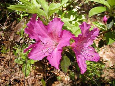 'Holly Springs Sultry'