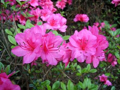 'Garden State Pink'